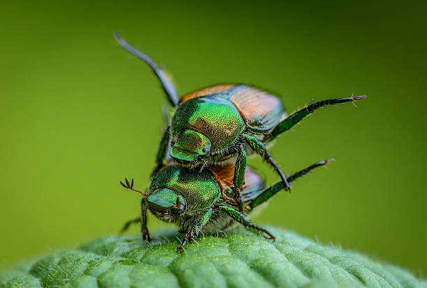 istock Close up of two Japanese Beetles mating on a leaf 2241501290