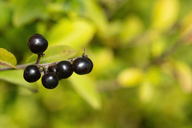 Cluster of Shiny Black Berries Hanging on a Branch in Autumn Light