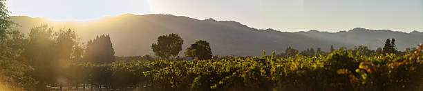 Sunset panoramic view landscape Napa Valley in Autumn