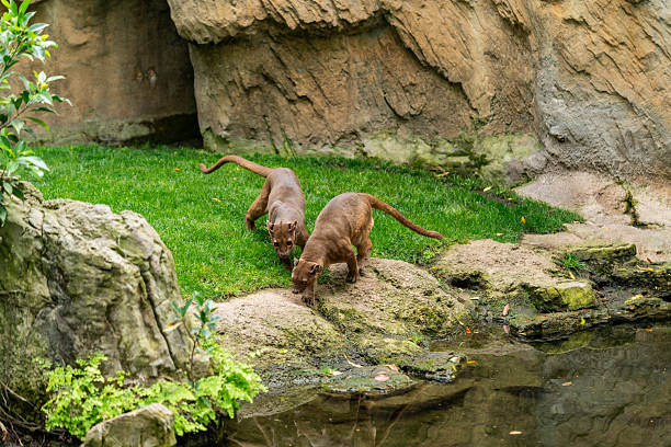 Neotropical River Otter (Lontra Longicaudis)