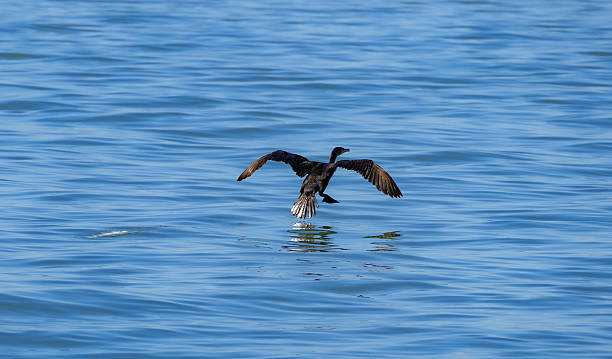 istock Anhinga in action in Indian River Lagoon, Sebastian, Florida 2241510564