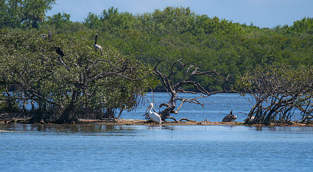 istock Pelicans in Indian River Lagoon, Sebastian, Florida 2241510708