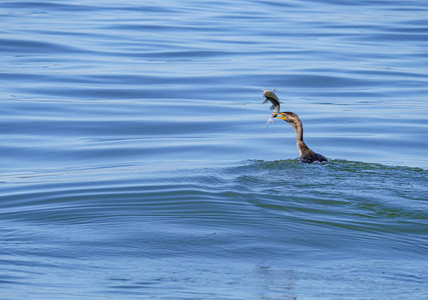 Anhinga in action in Indian River Lagoon, Sebastian, Florida