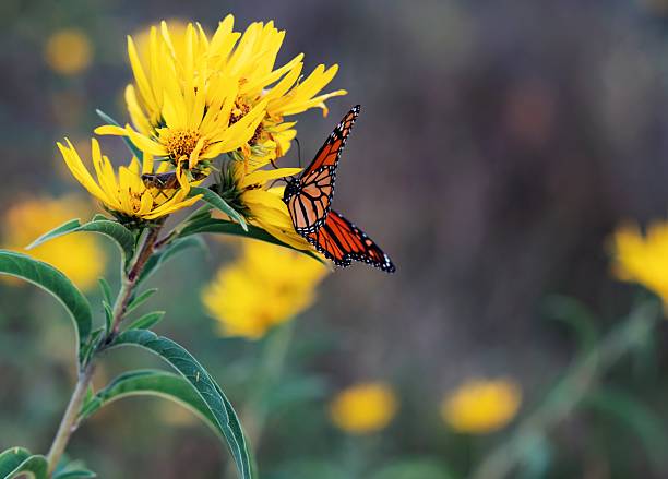 istock Monarch butterfly on yellow flower 2241513752