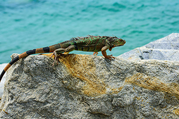 istock Green lizards iguana. Animals lizard iguana. 2241515814