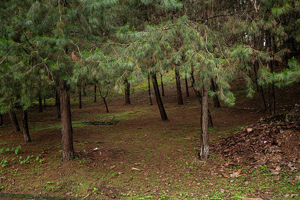 A tranquil view of a dense pine forest, showcasing tall trees with vibrant green needles and textured bark. Xalapa, Veracruz, Mexico