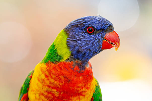 istock A vibrant Rainbow Lorikeet (Trichoglossus moluccanus) faces the camera against a softly blurred, colourful background 2241519551