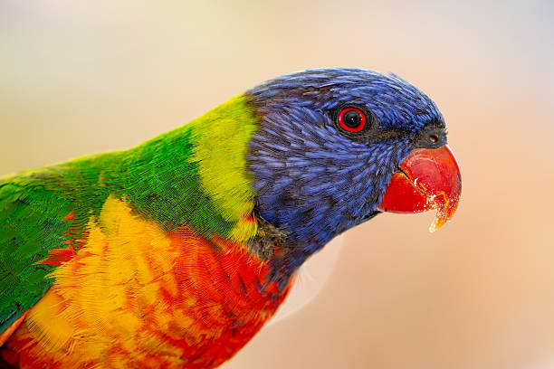 istock A vibrant Rainbow Lorikeet (Trichoglossus moluccanus) faces the camera against a softly blurred, colourful background 2241519579
