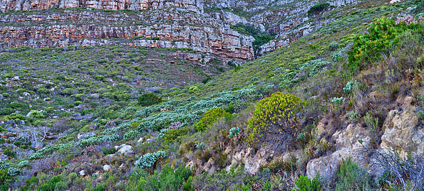South African mountainside scenics, Western Cape