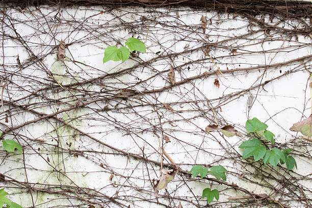 istock Autumn Concept, Dried ivy on the white wall 2241524892