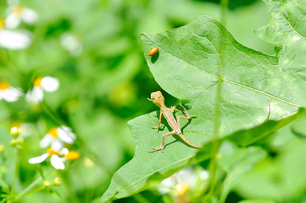 Animal in nature