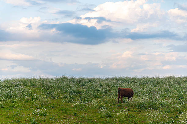 Wide pasture field for cattle in Southern Brazil, featuring green grasslands, rural landscape, and agricultural scenery.