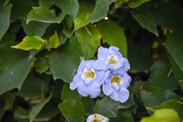 istock Flowering Hedge Landscaping. 2241526746