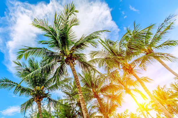 istock Vibrant palm trees under a bright blue sky with sunlight 2241527270