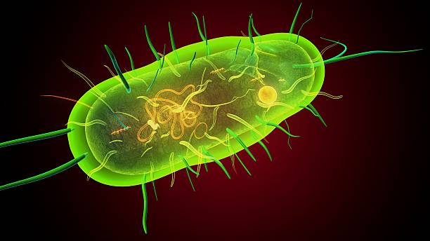 istock Human bacteria anatomy. 3d illustrations 2241531304