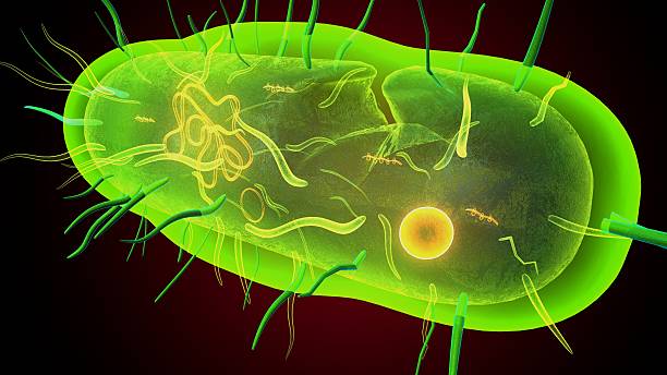 istock Human bacteria anatomy. 3d illustrations 2241531318