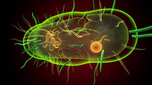 istock Human bacteria anatomy. 3d illustrations 2241531466
