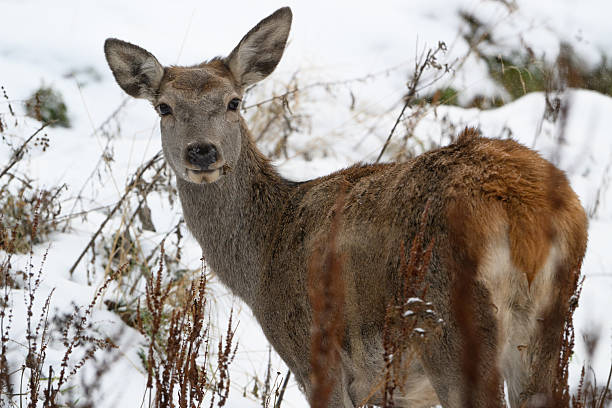 istock Alert Deer in Snowy Habitat, Facing Camera 2241532703