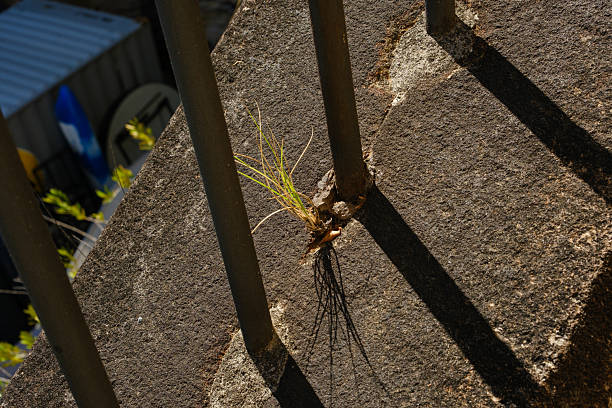 Needs growing in a crack in a concrete surface on a sunny day.