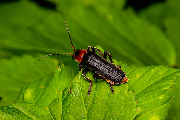 istock beetle on a green tree leaf. colorful macro photography 2241533826