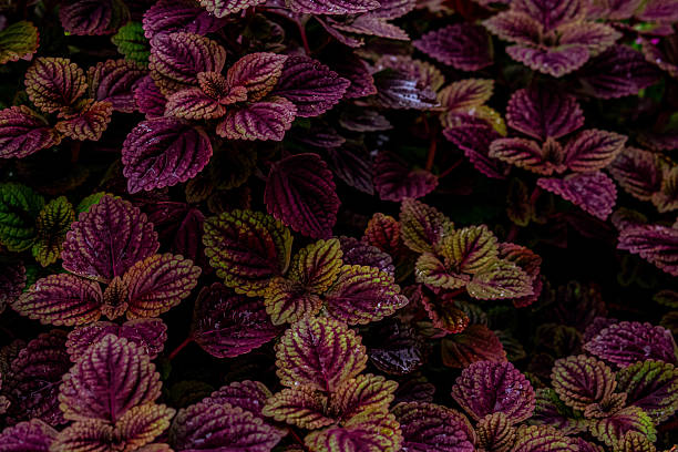 istock Vibrant Coleus Leaves with Rich Tones and Intricate Patterns 2241534378