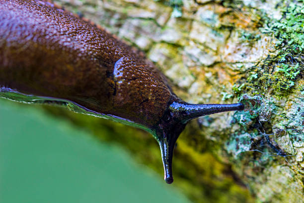 slug close-up. a slug's head with horns. mucus. the Spanish forest snail. macrophotography. close-up. natural light. slug. Arion lusitanicus. Slither. Snail.