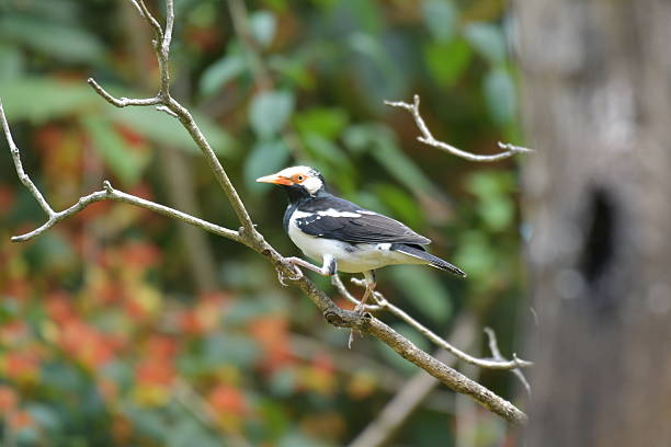 istock Asian Pied Starling 2241537765