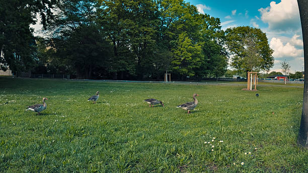 istock Geese resting in green gardens after migration and preparing to fly again 2241539734