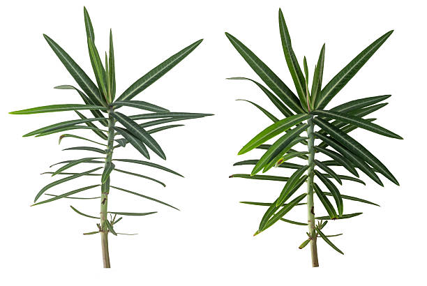 istock Euphorbia lathyris  isolated on white 2241547446