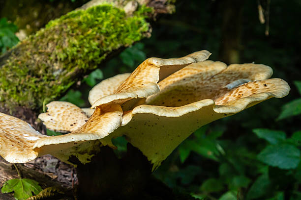 istock Cerioporus squamosus, also known as Pheasant's back mushrooms and dryad's saddle, is a basidiomycete bracket fungus found growing on dead trees 2241548055