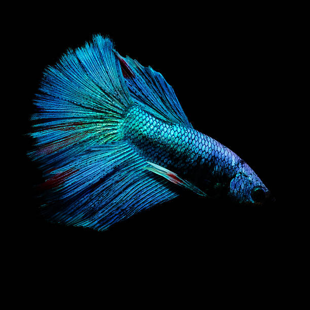 istock Betta fish with its wonderful colors. Black background. Betta splendens. 2241550066