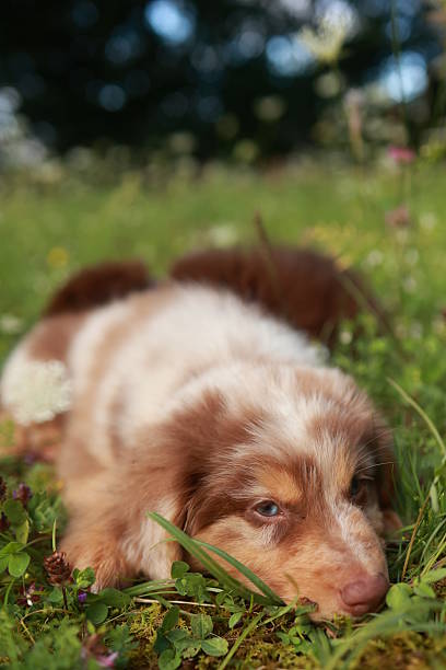 istock Brown and white dog is laying in the grass 2241550083