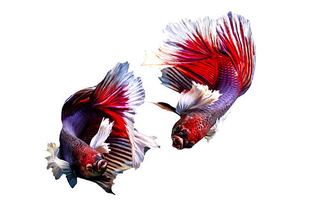 Betta fish with its wonderful colors. White background. Betta splendens.