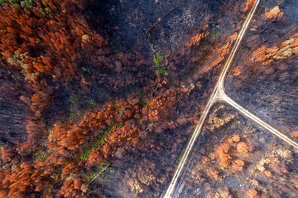 istock Crossroads in a Burnt Forest 2241550929