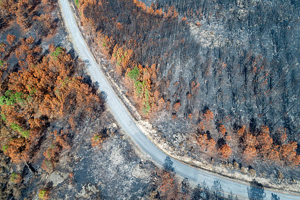 istock Road Dividing Burnt and Living Forest 2241550950