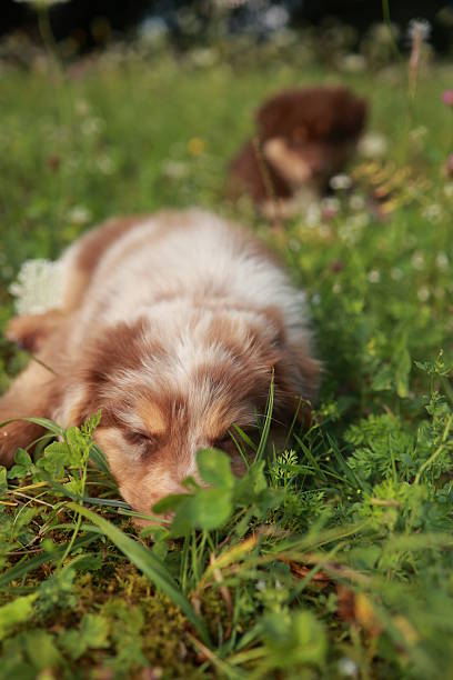 istock Brown and white dog is laying in the grass 2241552848