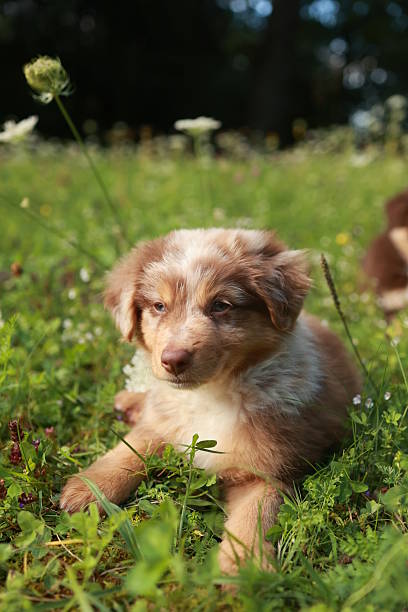 istock Brown and white dog is laying in the grass 2241552911