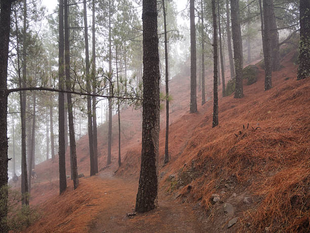 Moody pine forest trail covered with needles - Vertical view of a hiking path winding up a steep, misty hillside covered in vibrant orange-red pine needles.