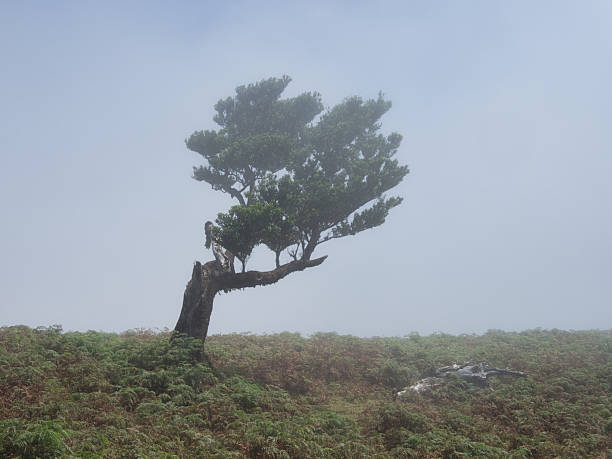 Solitary Laurel Tree in Heavy Mist - Striking image of a resilient, wind-swept laurel tree isolated in a dense fog above a field of green ferns.
