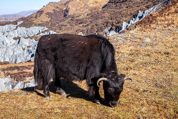 istock A yak grazes in the Tibetan steppe 2241553678