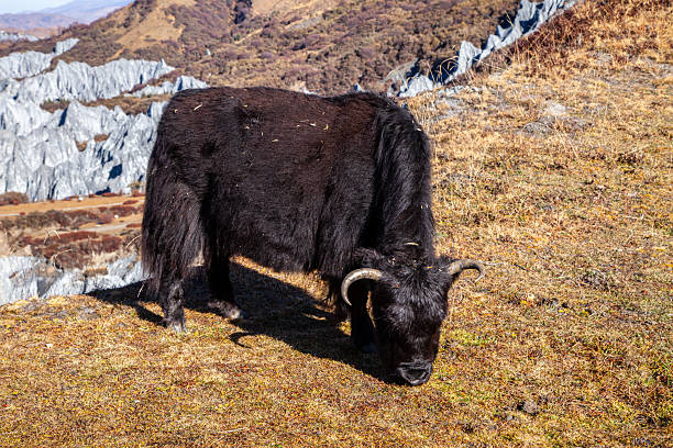 istock A yak grazes in the Tibetan steppe 2241553679
