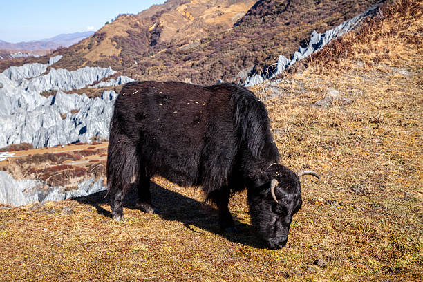 istock A yak grazes in the Tibetan steppe 2241554703