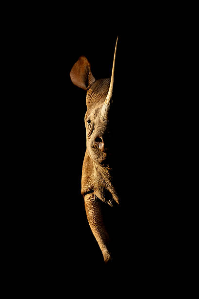 istock Black rhino stands side-lit staring towards camera 2241554710