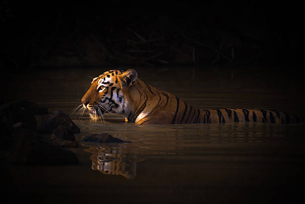 istock Bengal tiger with catchlight in water hole 2241554711
