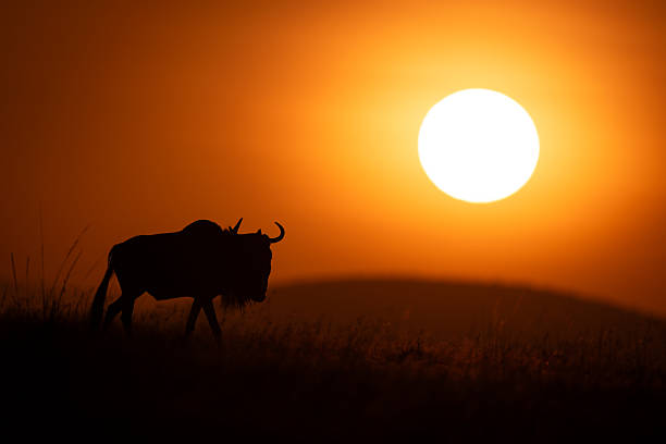 istock Blue wildebeest walking at dawn along horizon 2241554736