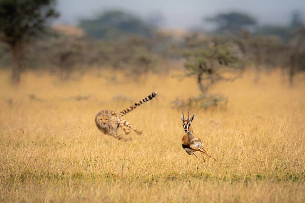 Cheetah chasing Thomson gazelle among whistling thorns