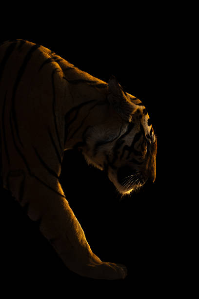 Close-up of Bengal tiger walking in darkness