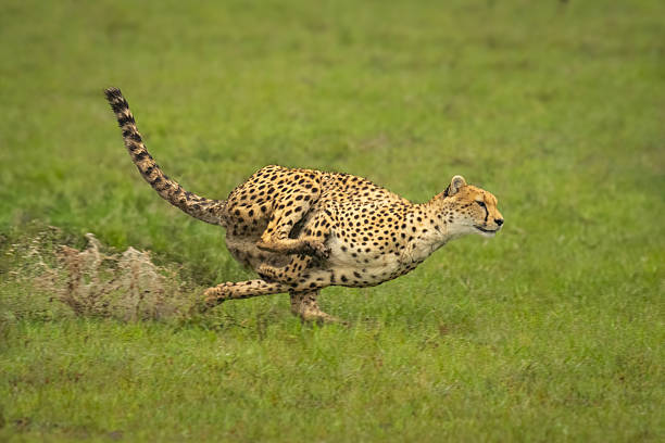 istock Female cheetah races through puddles in savannah 2241555557