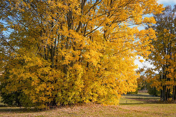 Vibrant orange tree in autumn with fluffy leaves, creating a warm fall background. Detailed texture and seasonal colors ideal for autumn design, seasonal projects, or nature photography.