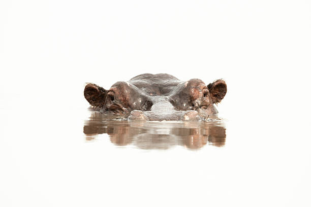 istock Hippo stands up to eyes in waterhole 2241556207